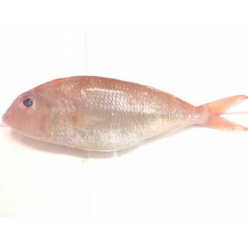 Threadfin Bream Kerisi (5± fish/Kg)
